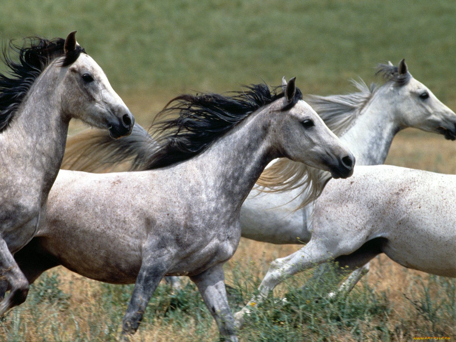 arabian, stallions, , 